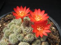 Thumbnail of 1362_Rebutia spec._20100530.jpg